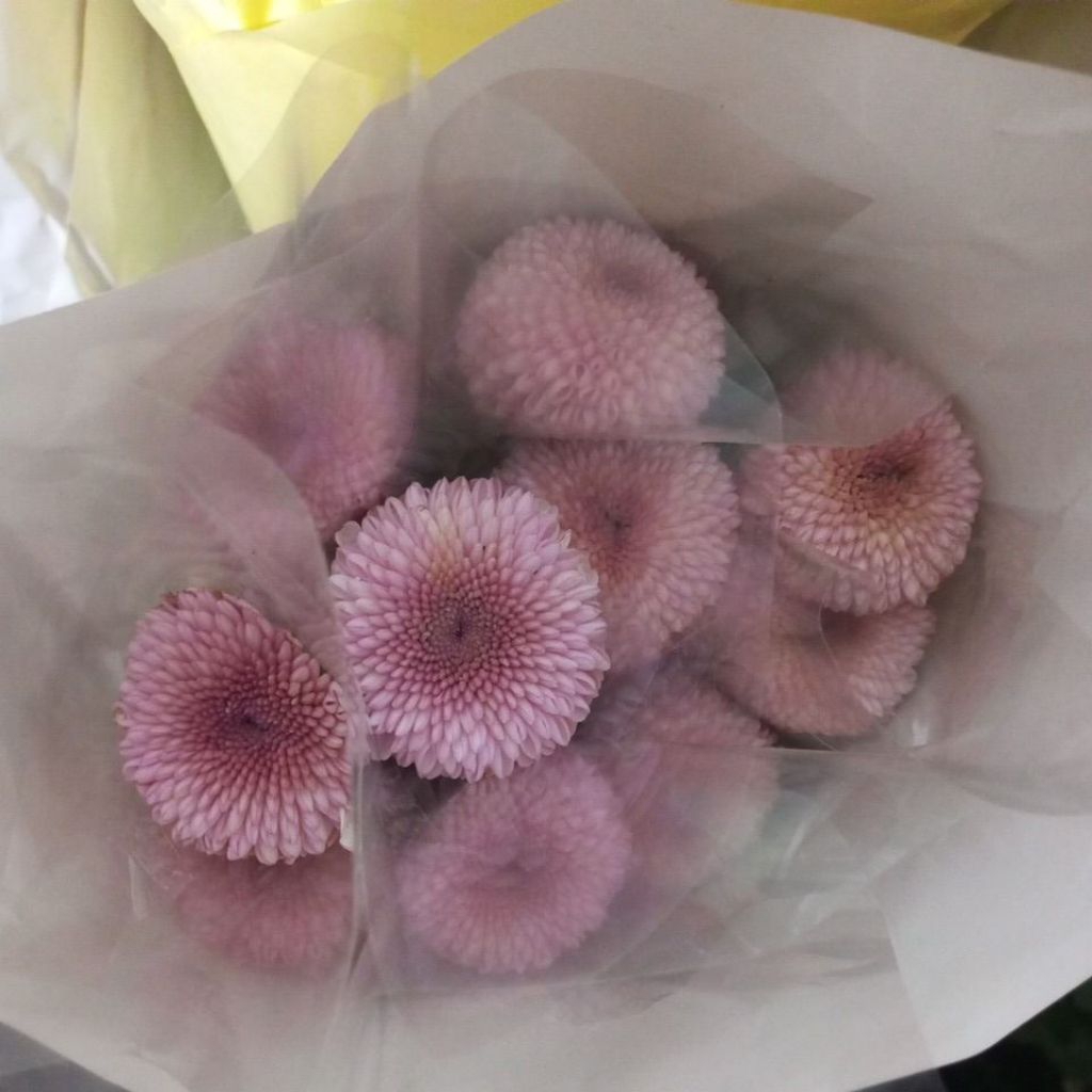 bunga potong  Krisan Momoko