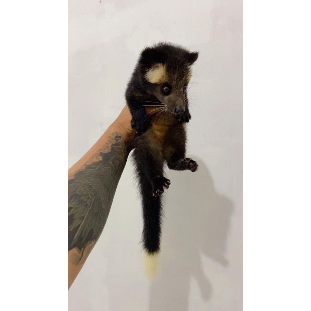 Musang Bulan Lucu Asli Aceh Bulu Hitam Tebal