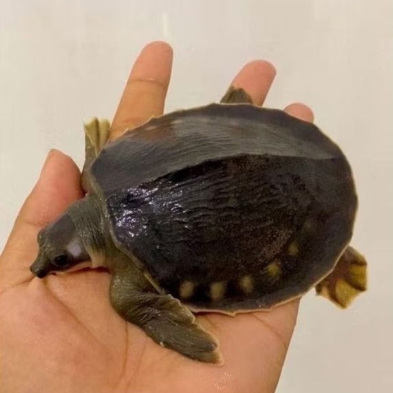 Kura-Kura Air Estetik Monbi Best Seller