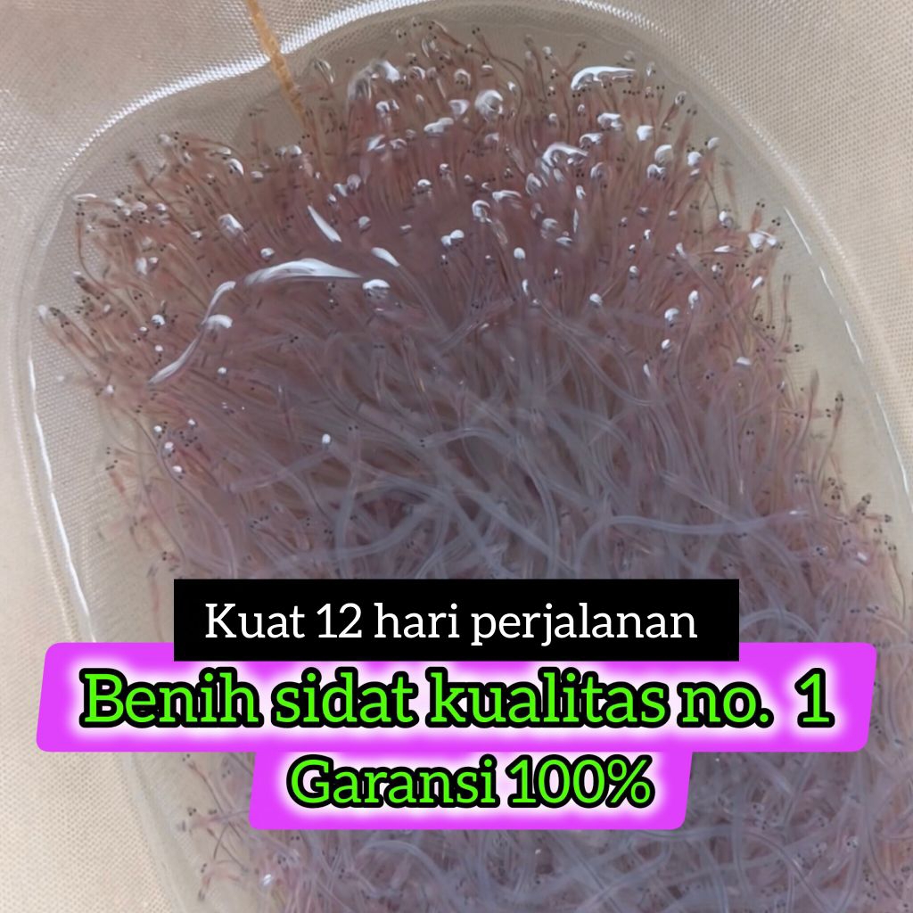 Benih Ikan Sidat 150 ekor (glass Eels Bicolor)