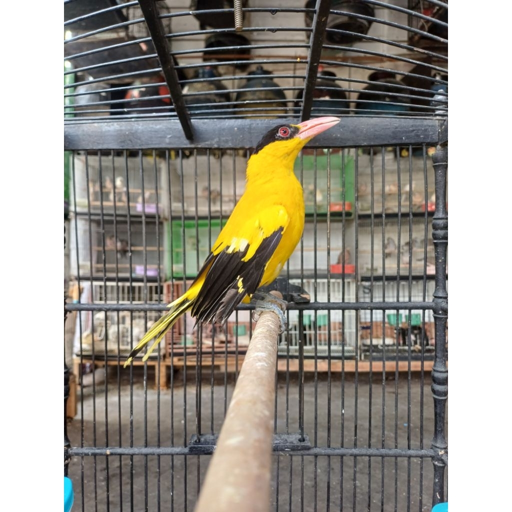 burung kepodang bali masih muda