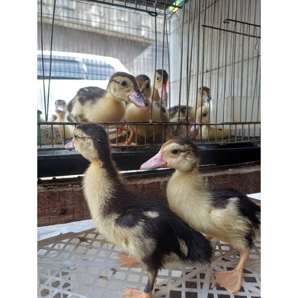 anak entok umur 1bulan sehat