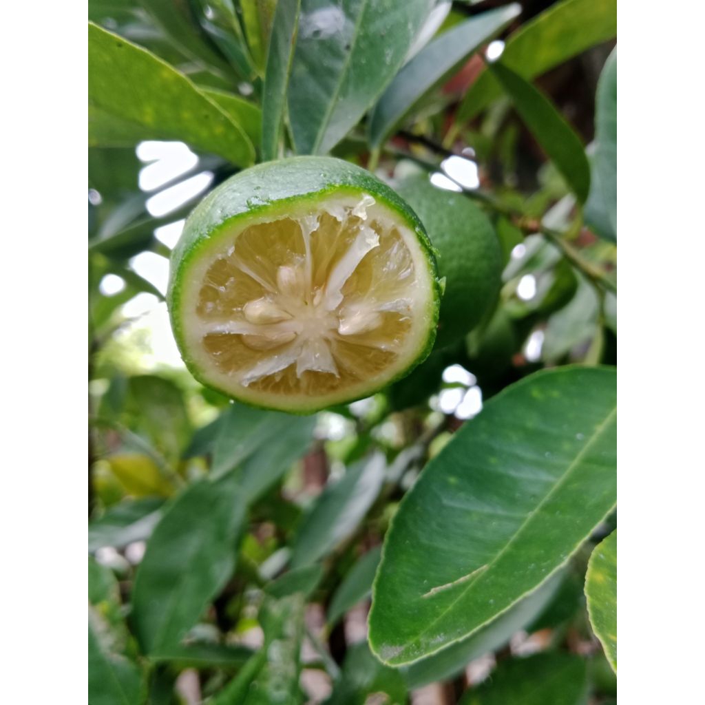 Jeruk nipis fresh 1kg/jeruk nipis segar/jeruk nipis peras