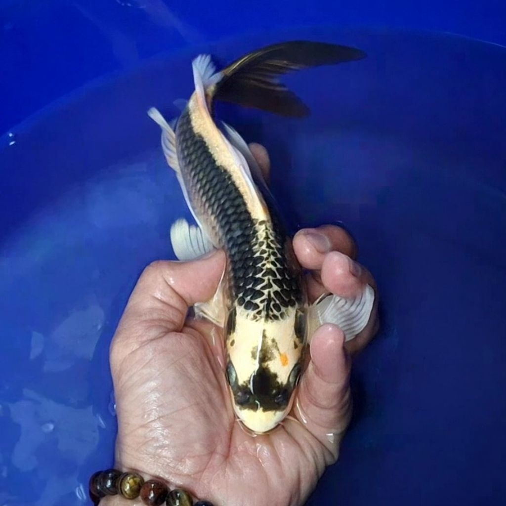 Ikan Koi Blitar Jenis Kumpay Slayer / Rumah Koi Jakarta / kode 0012