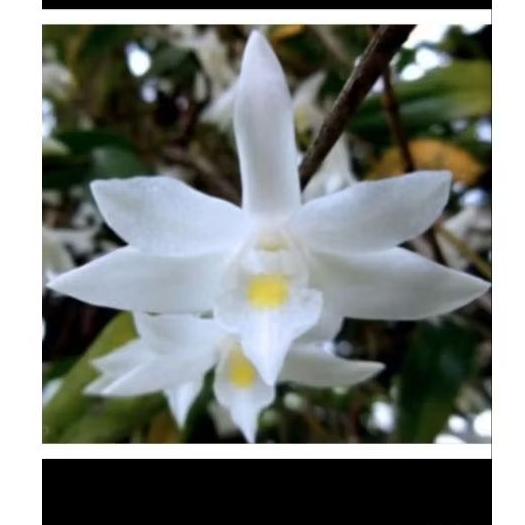 Anggrek merpati dewasa/tanaman hias anggrek merpati