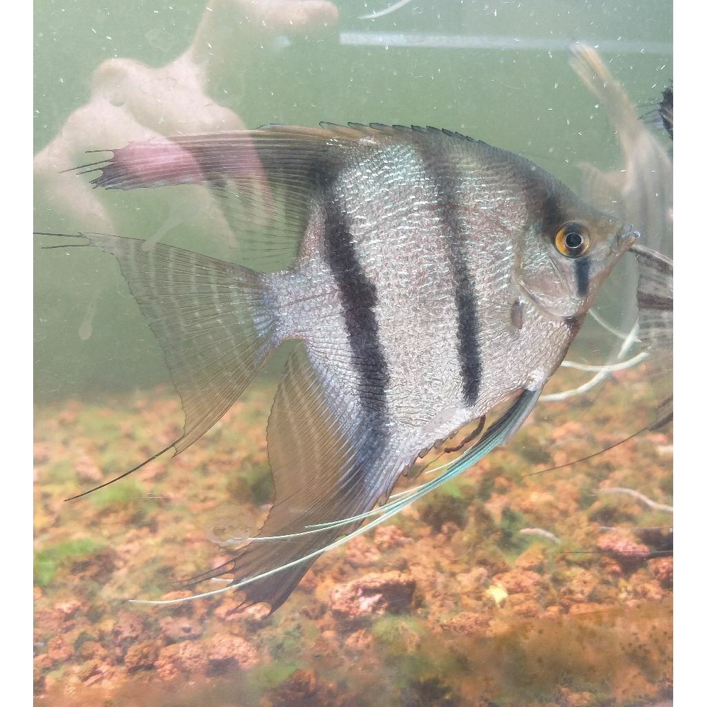 Hiasan Aquarium Ikan Hias Manfish Angelfish Silver Pearlscale Kulit Jeruk Indukan Dewasa