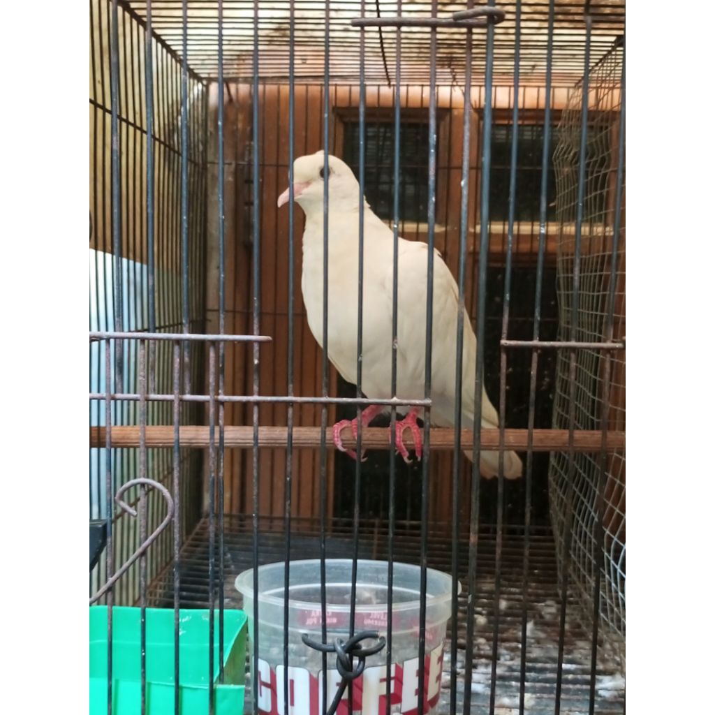 Burung  Puter silangan pelung & albino, JANTAN, dewasa, rajin bunyi, langka.