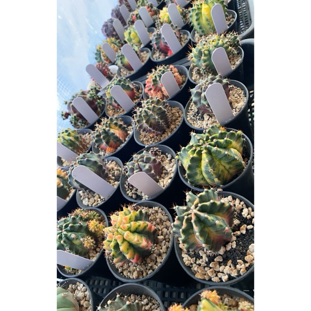 Gymno Full Color Ownroot