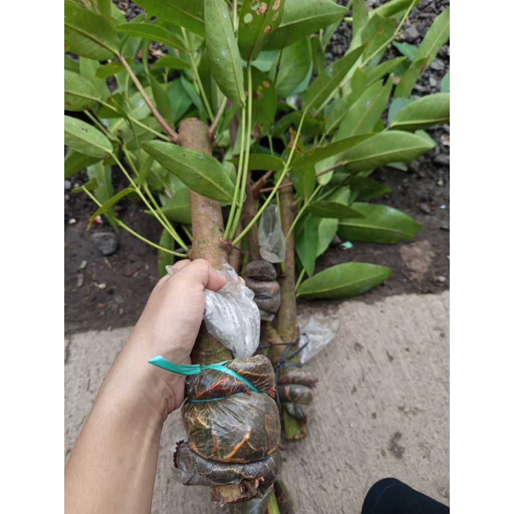 cangkok jambu air green giant batang besar