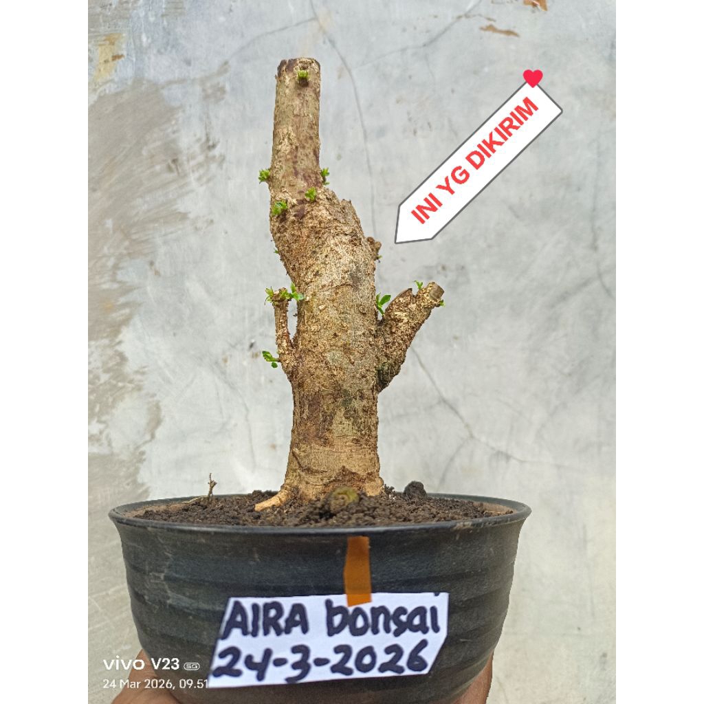 bahan bonsai delima batu dongkelan