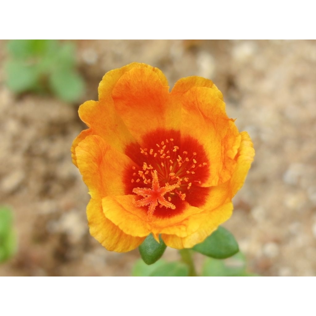 krokot duna & grandi flora