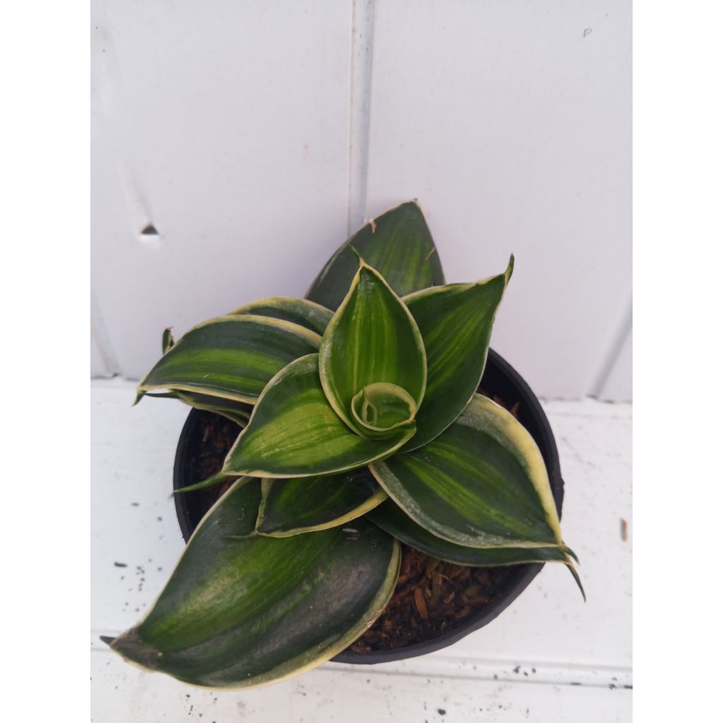 sensivera pagoda varigata