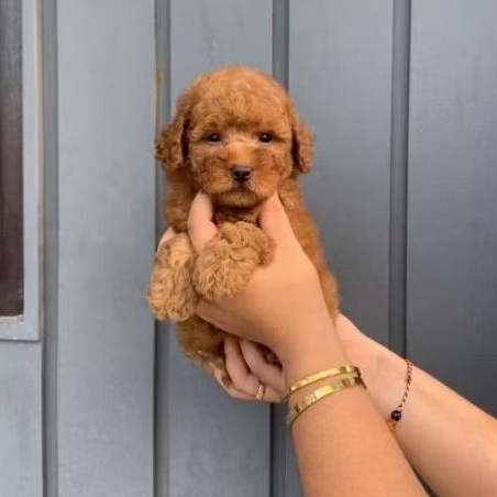 Jantan Red Tiny Poodle Stambum Vaksin