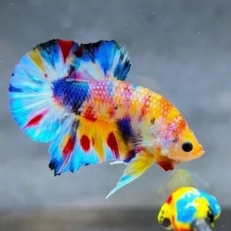 Ikan Cupang Plakat Koi Multicolour Galaxy dengan Warna Acak