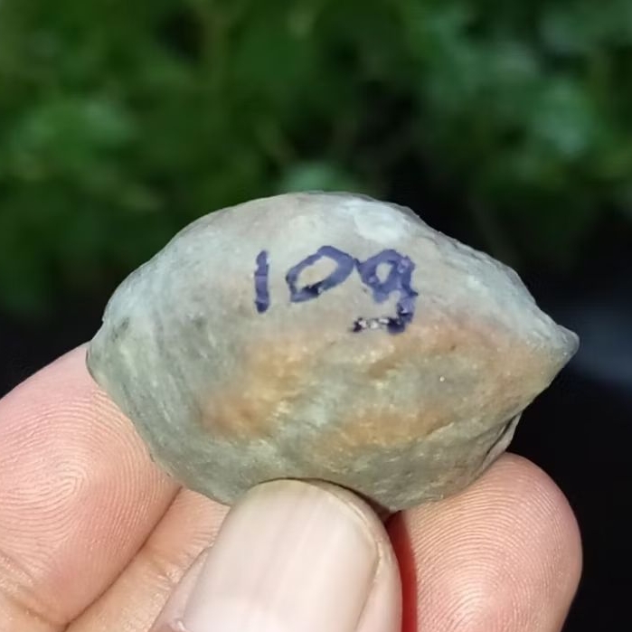 Muncang adu jayanti pait jr kode 109.