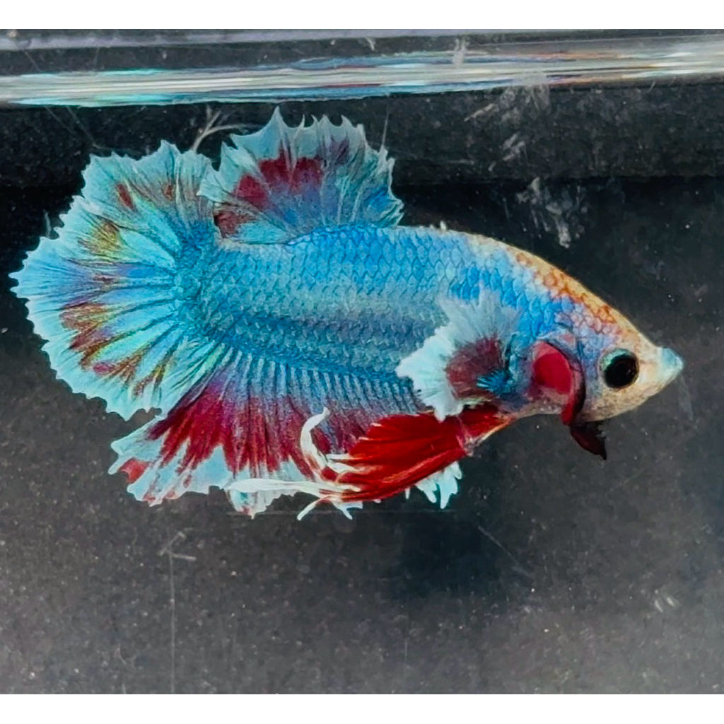 Ikan Cupang PKDE / Plakat Dumbo Ear Featheartail