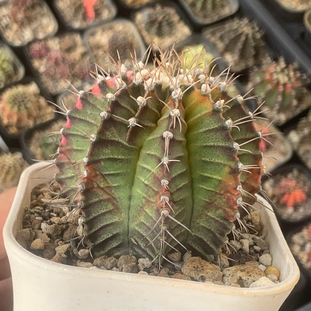 Gymnocalycium mihanovichii Starfire star fire milo gymno id var hybrid varigata kaktus gymno miha va