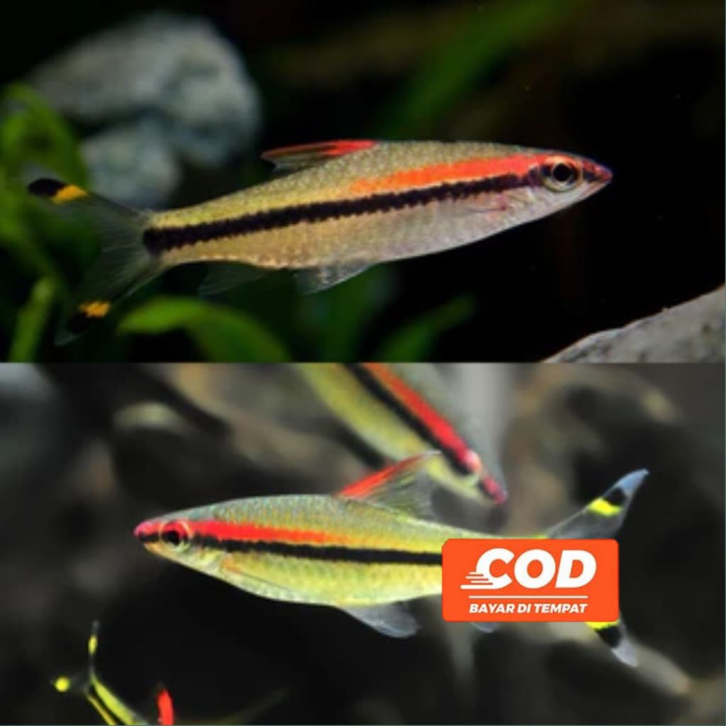 DENISONI Ikan Puntius Denisnoni Ikan Aquarium Indian Barb