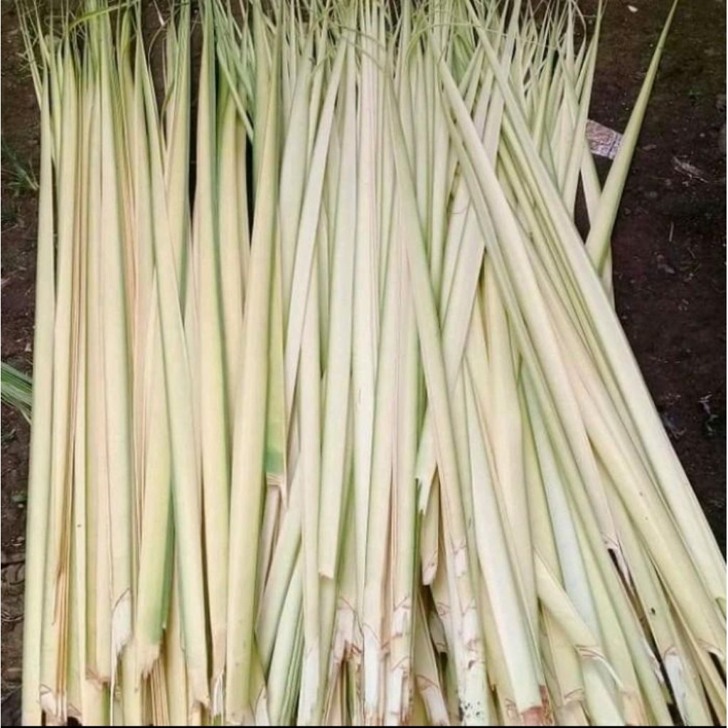 daun kelapa muda/daun janur untuk kerajinan