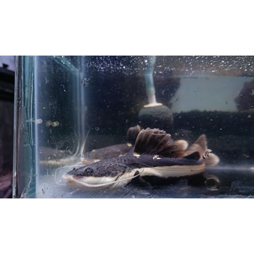 hiasan aquarium rtc (redtail catfish)