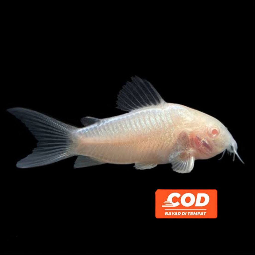 Ikan Aquascape Corydoras Albino Ikan Hias Cantik Mata Merah Lele Unik Kecil