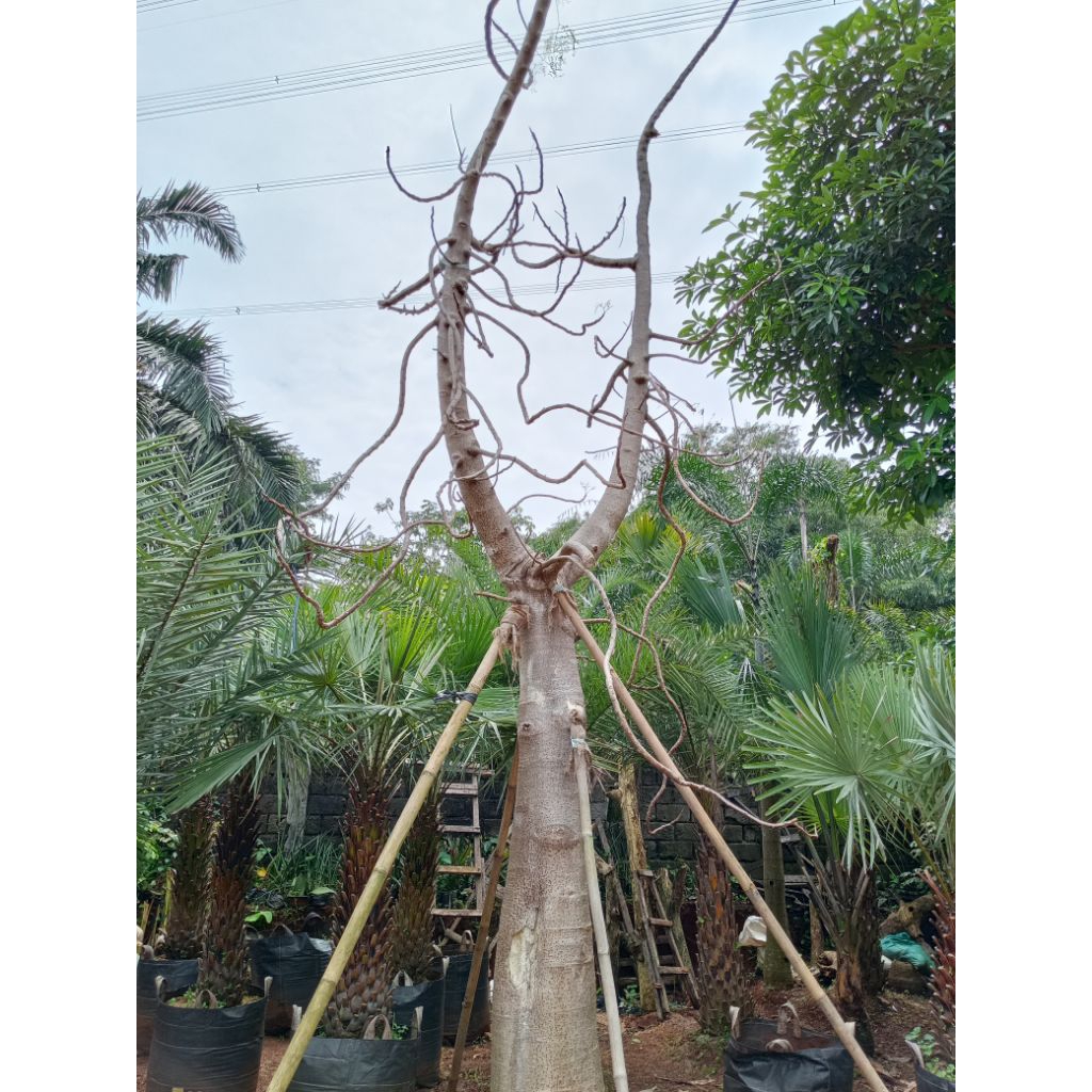 Pohon moringga kelor afrika