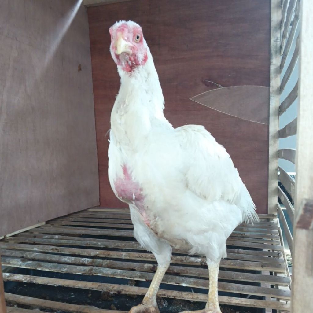 ayam Bangkok betina putih