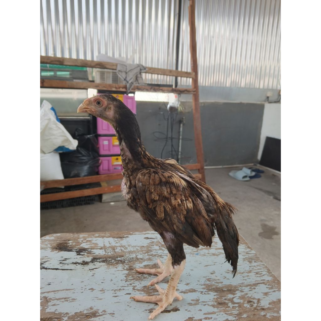 anakan ayam assel ekor lidi