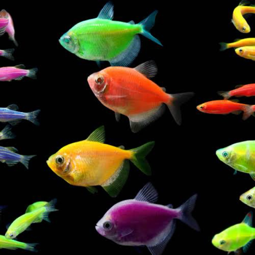 Ikan Hias Tetra Glowfish Warna-Warni 25 Ekor - Akuarium Menawan