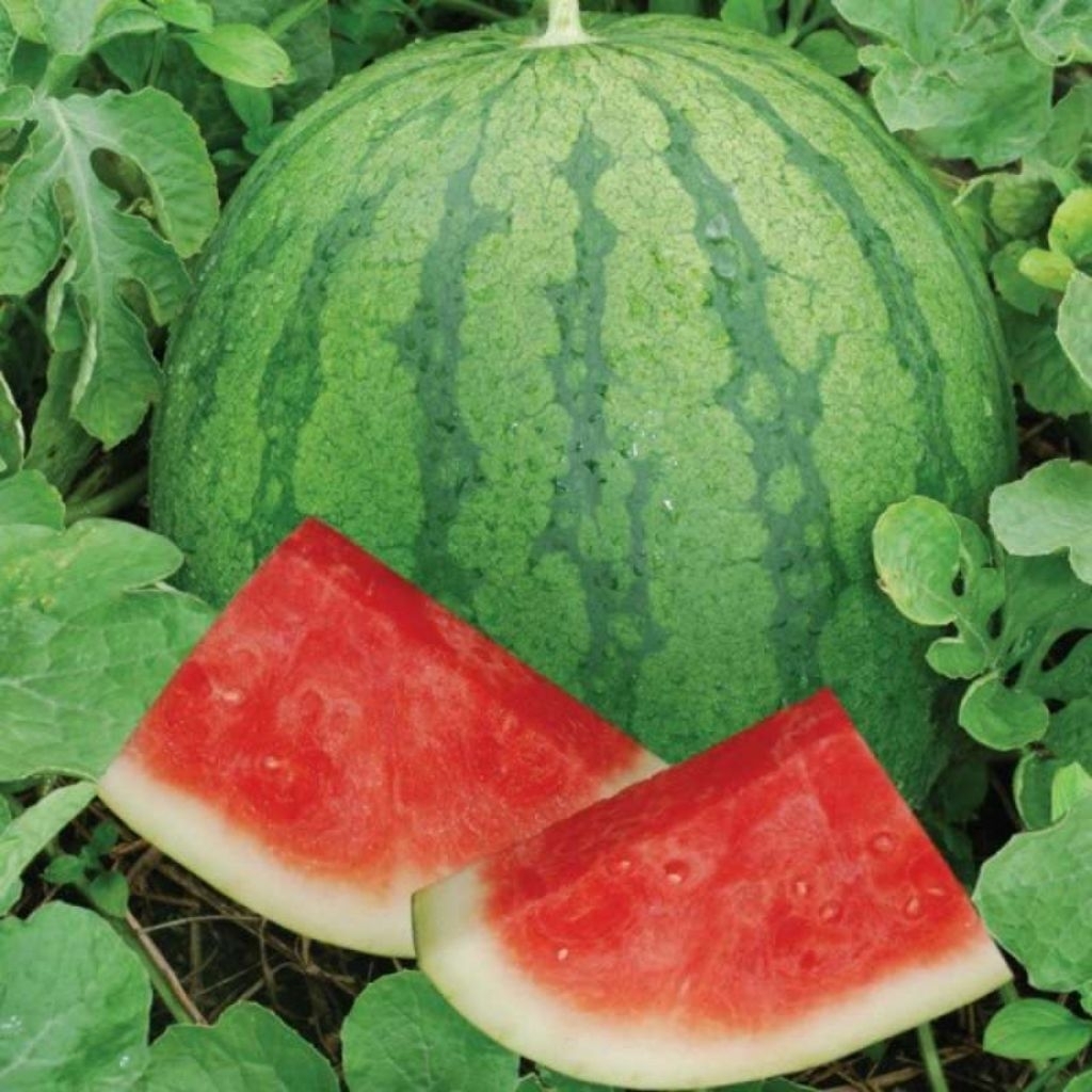 PROMO!! BENIH SEMANGKA MERAH NON BIJI SUPER UNGGUL JUMBO!!