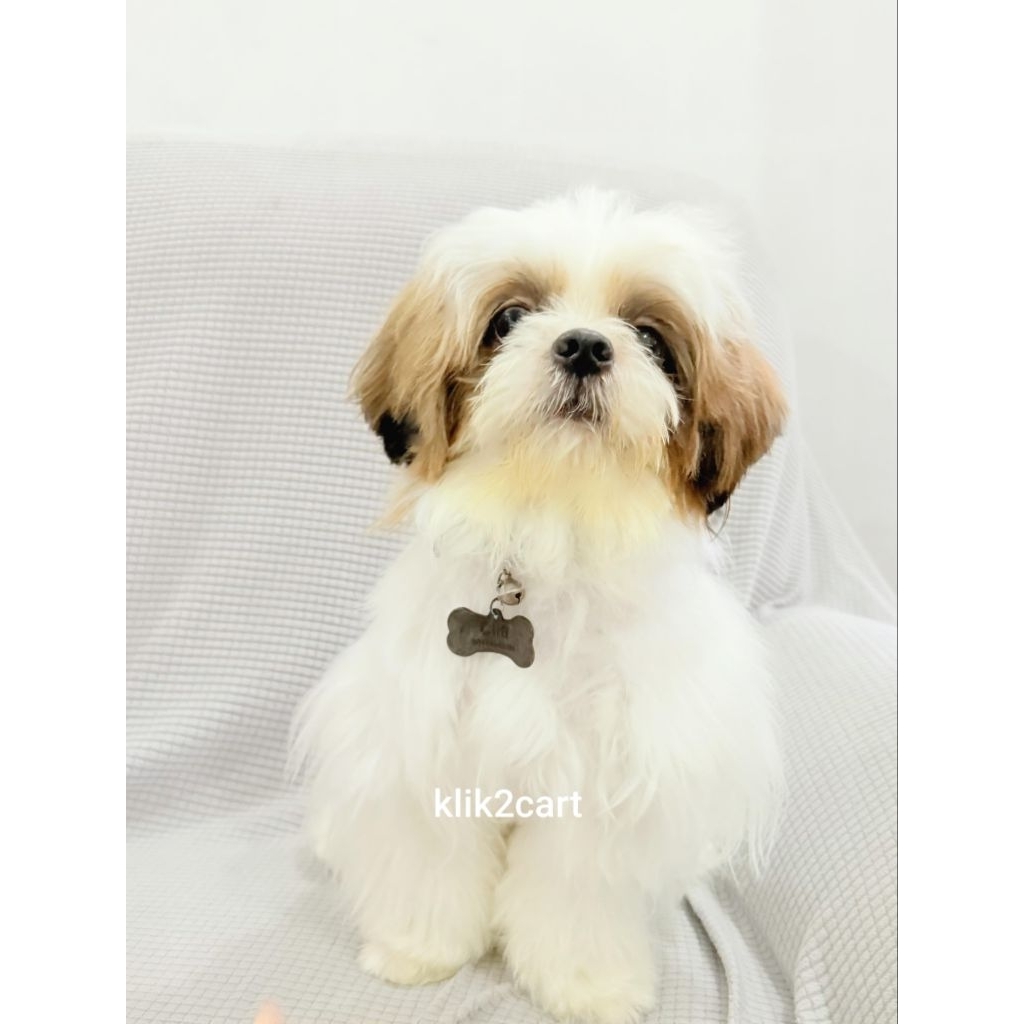 Anjing Pejantan Shih Tzu stambum