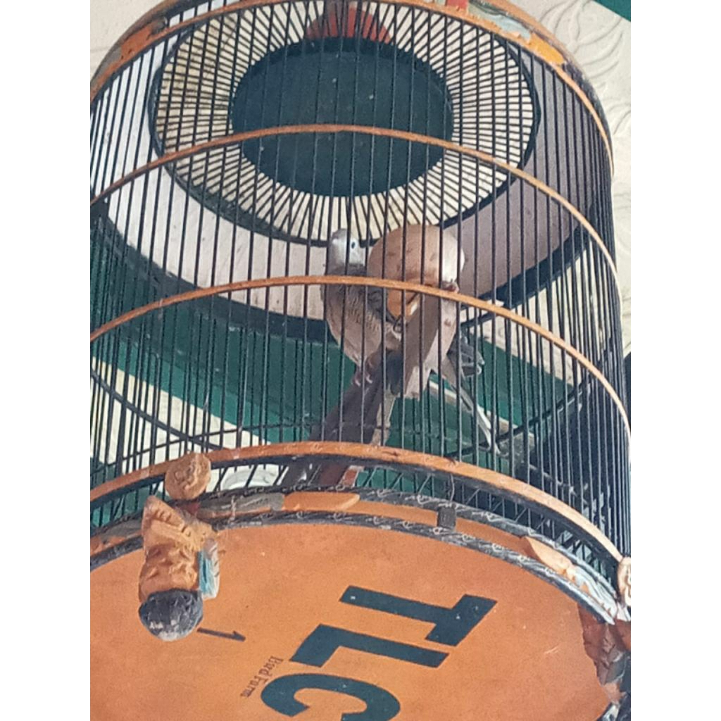 Piyik Perkutut Bangkok Trah Lomba, kode B-37