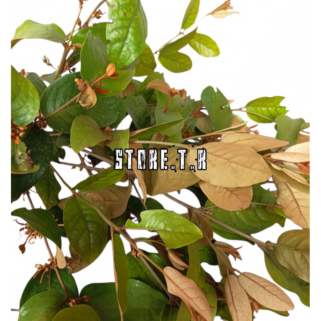 Benalu Kopi Segar Petik Langsung Fresh