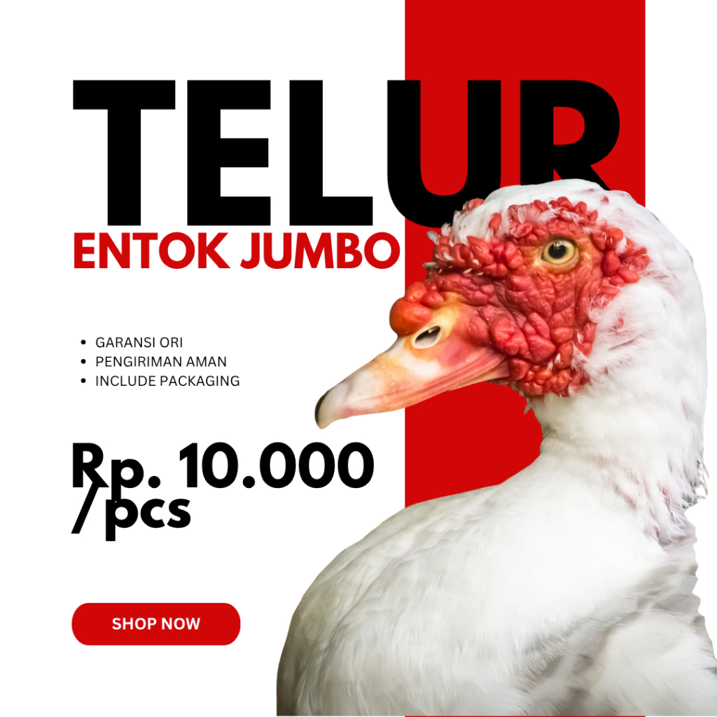 Telur Fertil ENTOK JUMBO ORIGINAL Siap Tetas ASLI Dari Peternakan Yang Sehat