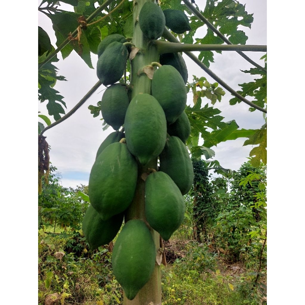 Pepaya mentah / Kates mentah