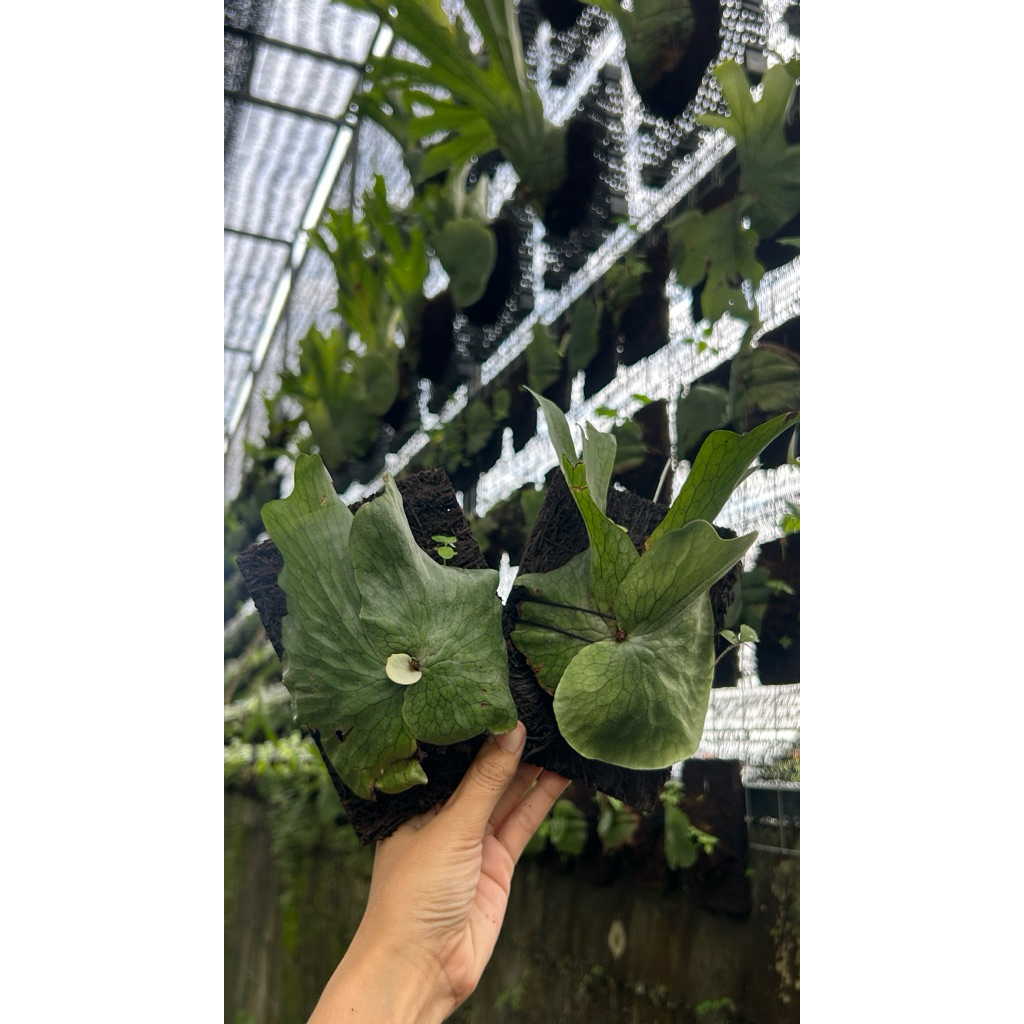 PLATYCERIUM WANDAE BABY/ simbar sp papua