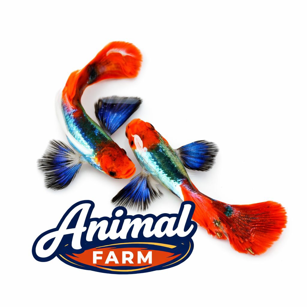 Toxedo Koi Butterfly pair