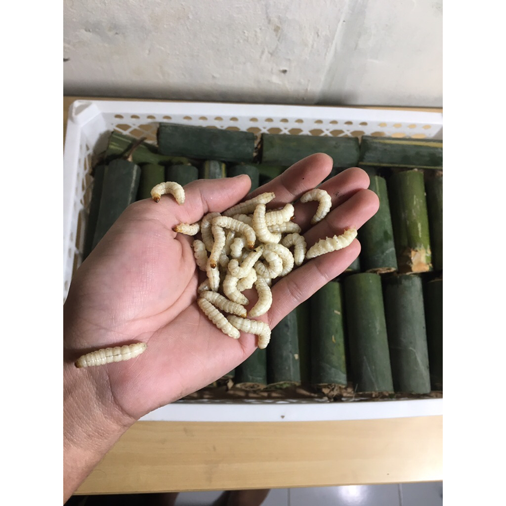 Ulat Bambu / Ulat Bumbung / Ulat Cangkilung / Cilung Isi 10 Ekor