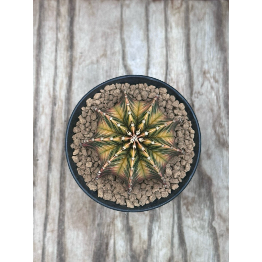 (Kaktus) Gymno LB Hybrid Var - 03