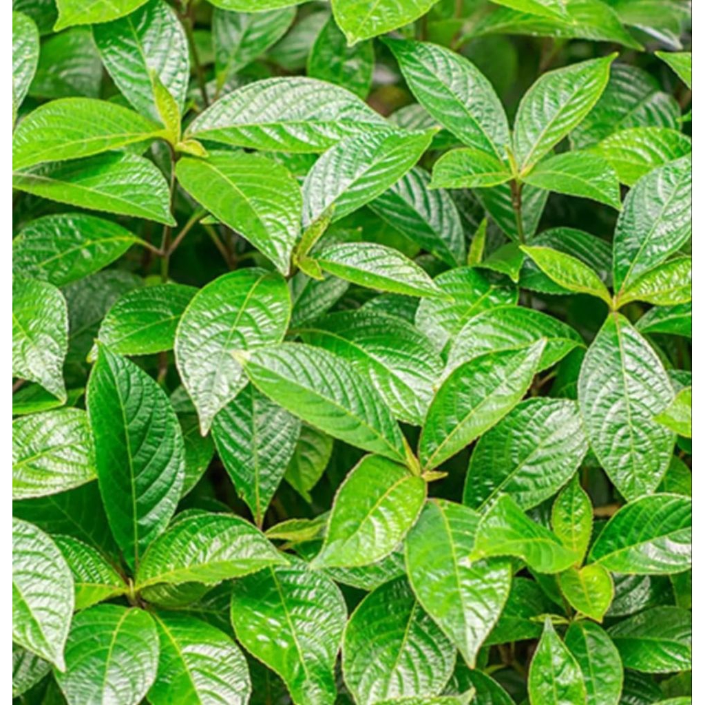 Daun keji beling obat herbal