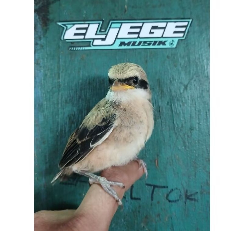 Pentet anak jawa timur madura trah figther top