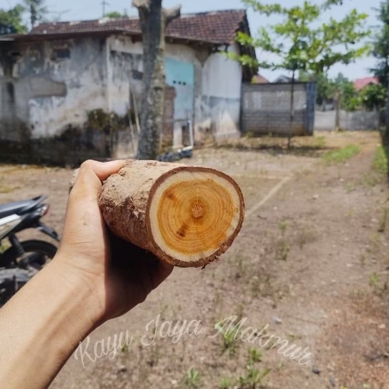 kayu secang batangan hutan berat 1kg