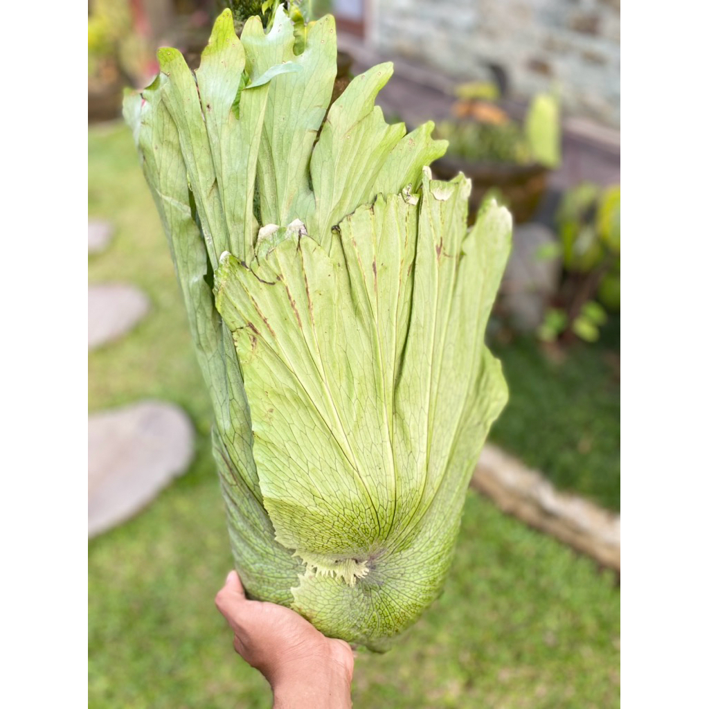 platycerium wandae cabutan size 50cm