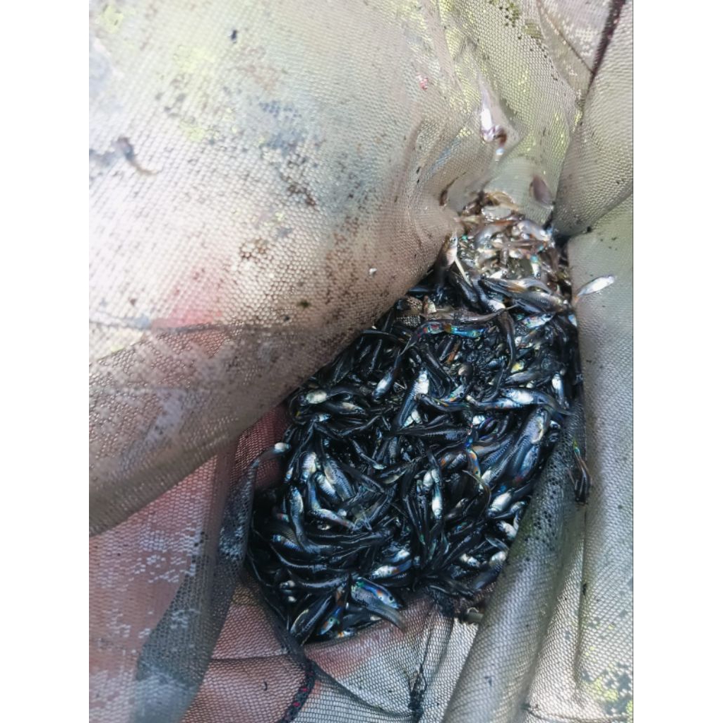 Ikan gobi/ ikan cere pakan hidup untuk ikan predator atau untuk ikan hias
