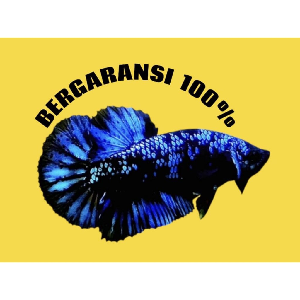 Cupang avatar gordon top grade A+