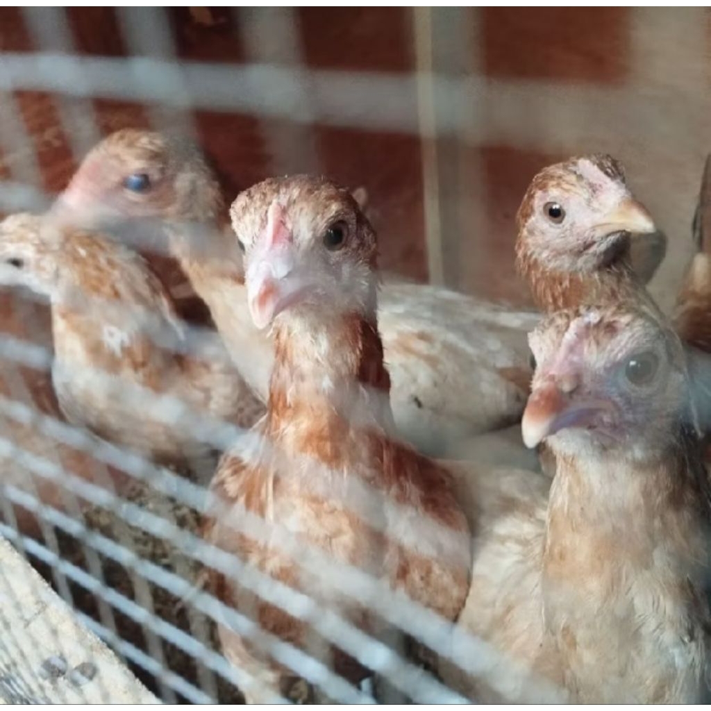 Bibit ayam petelur elba 1jantan 4betina usia 4bulan