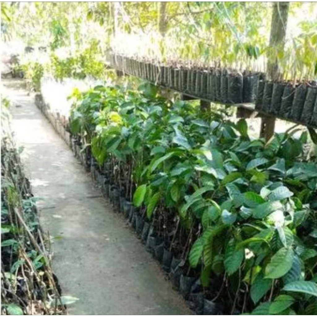 Bibit Langsat Punggur Pontianak | 40 s.d 50cm Okulasi