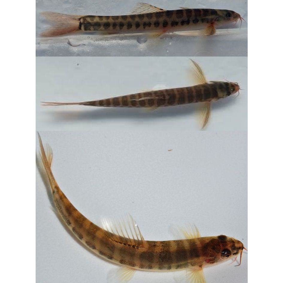 Extra Packing Ikan Uceng Jeler Loach Aktif & Sehat – Cocok untuk Tank Natural, Lincah & Unik Siap Ki