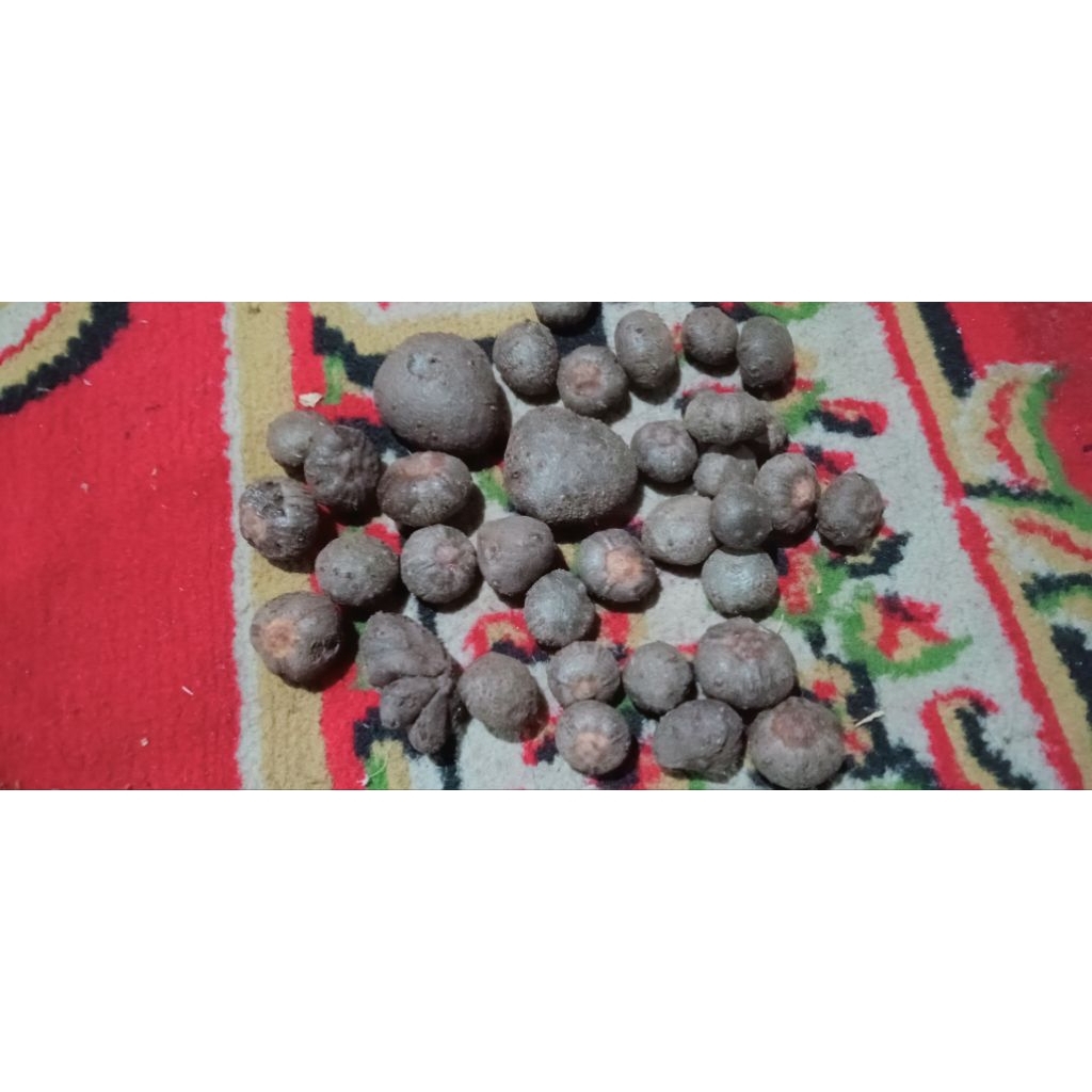 Katak Porang Bibit Unggul Siap Tanam | Porang Super Berkualitas Harga Murah per 1kg