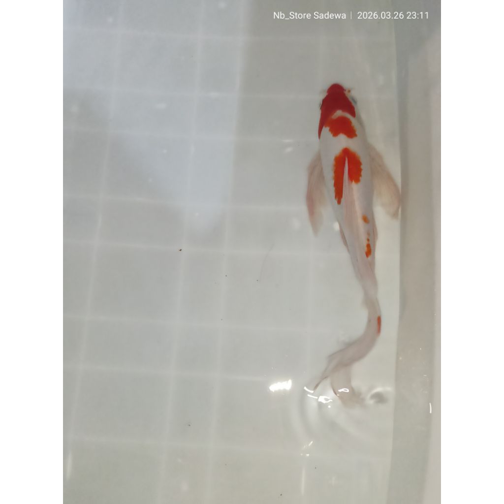 KOHAKU SLAYER KOI BLITAR BUMI KARASHUNIA SIZE 30Cm